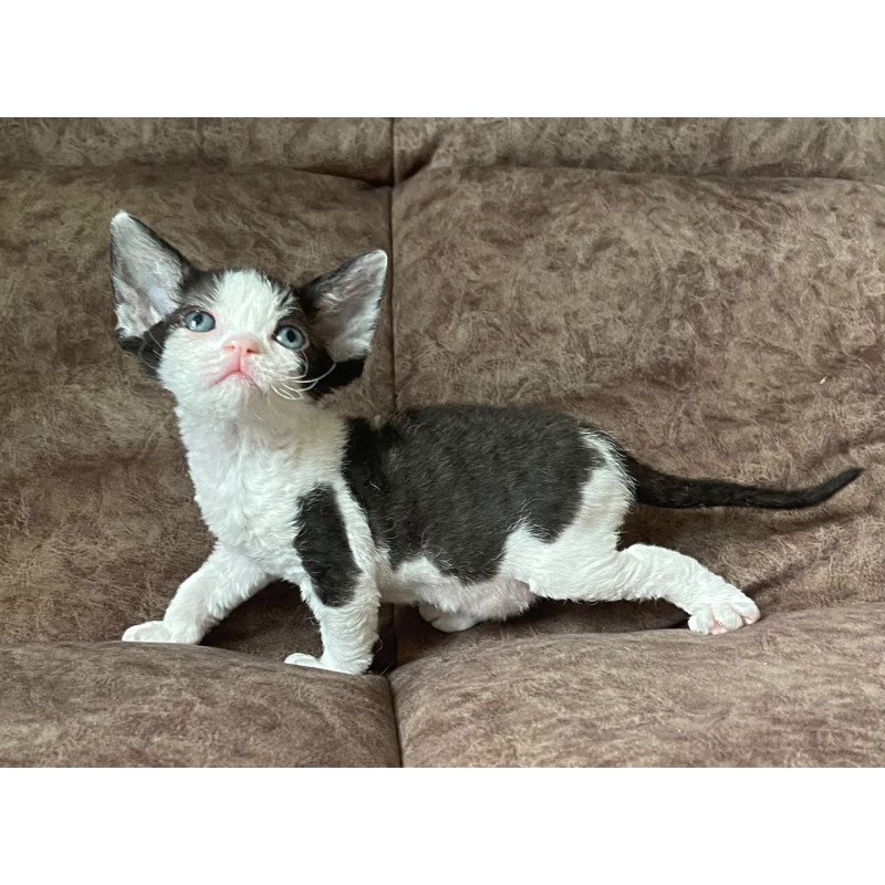 Devon Rex Vlada