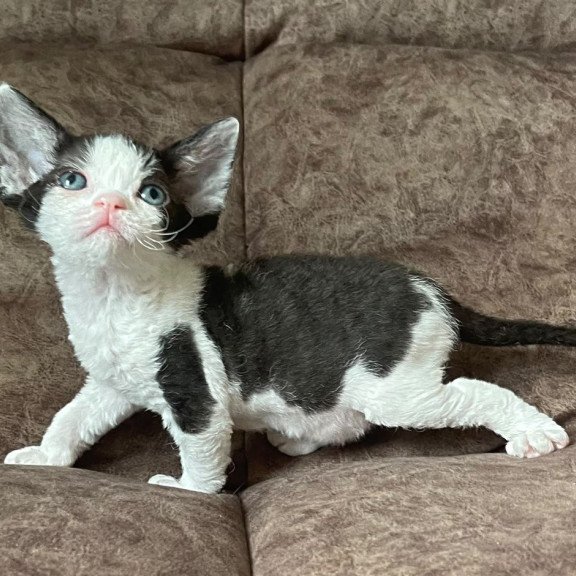 Devon Rex Vlada