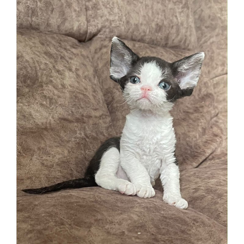 Devon Rex Vlada