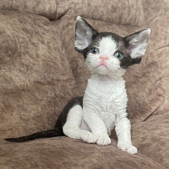 Devon Rex Vlada