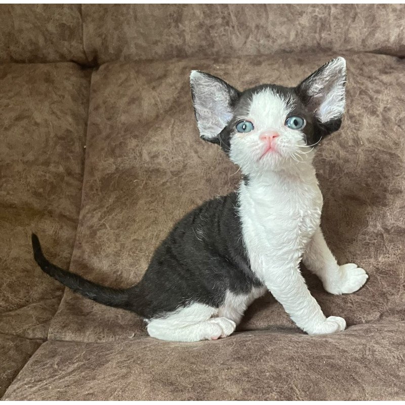 Devon Rex Vlada