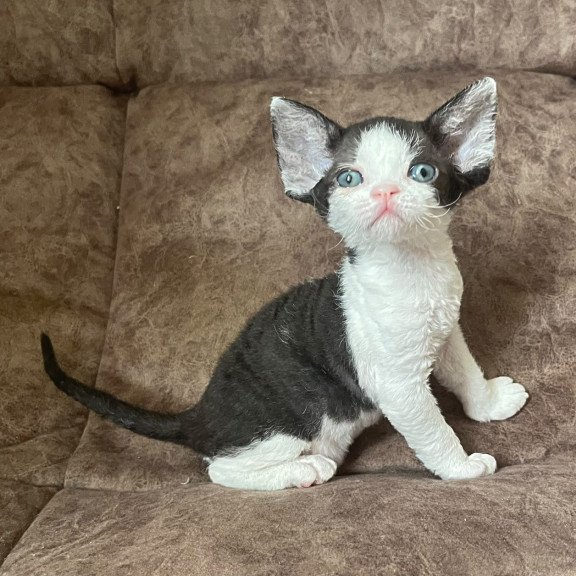 Devon Rex Vlada