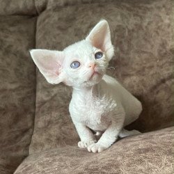 Devon Rex Vasilek