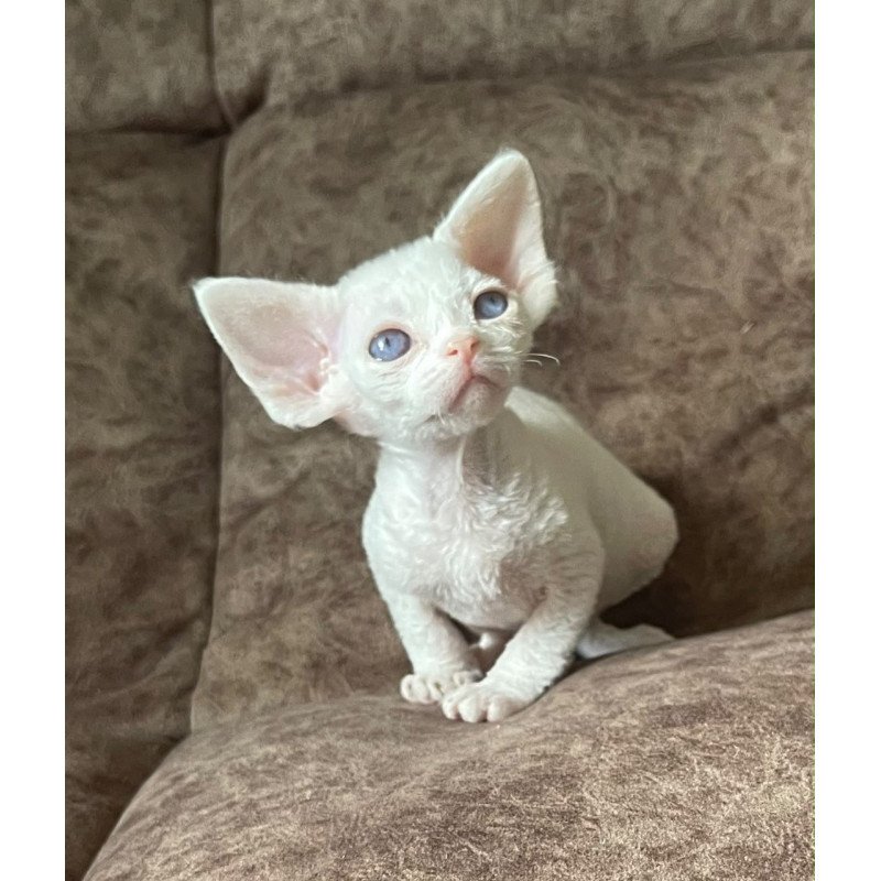 Devon Rex Vasilek