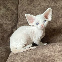 Devon Rex Vasilek
