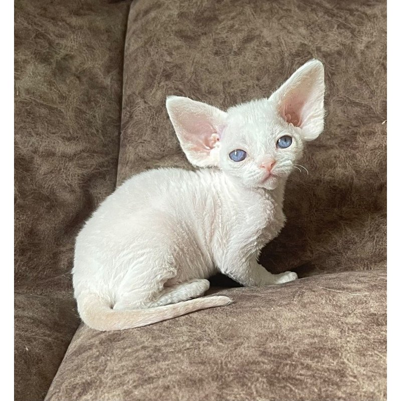 Devon Rex Vasilek