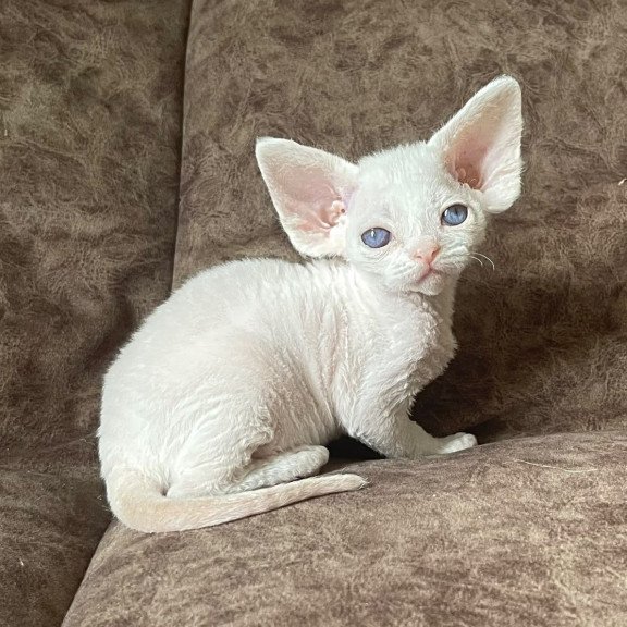 Devon Rex Vasilek