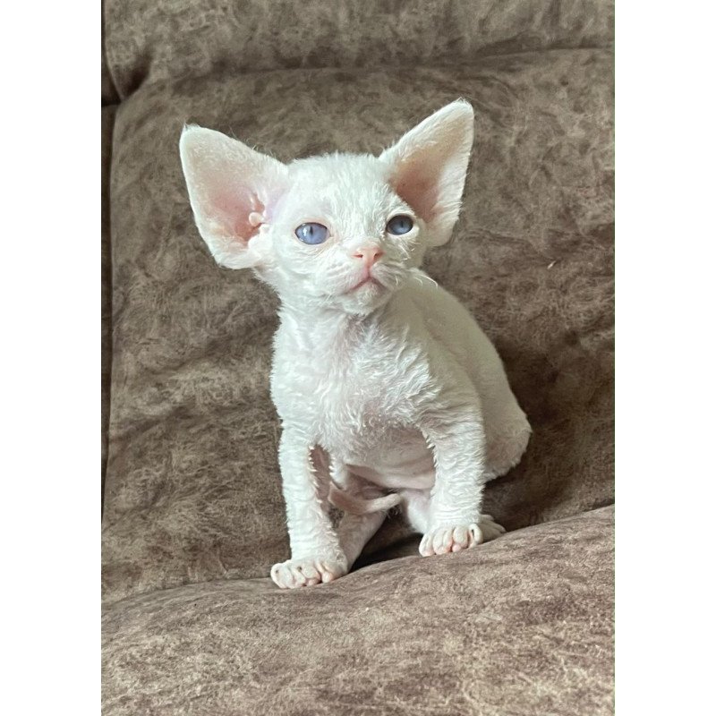 Devon Rex Vasilek