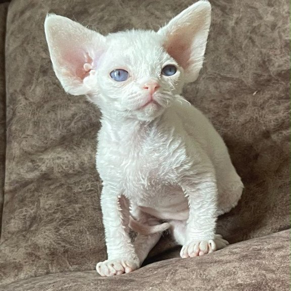 Devon Rex Vasilek