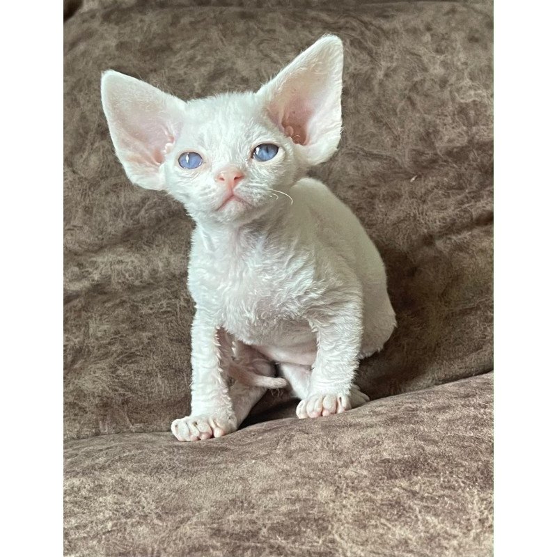 Devon Rex Vasilek