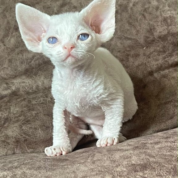 Devon Rex Vasilek