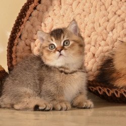 Munchkin Hugo