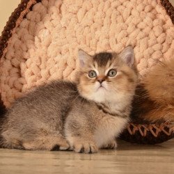 Munchkin Hugo