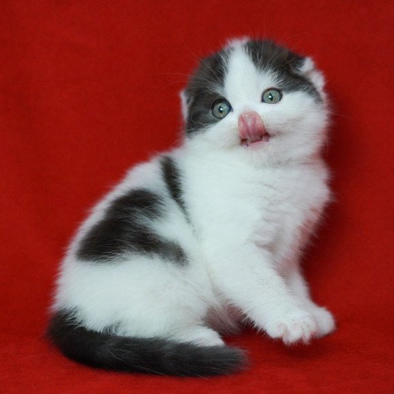 Scottish Tic Tac