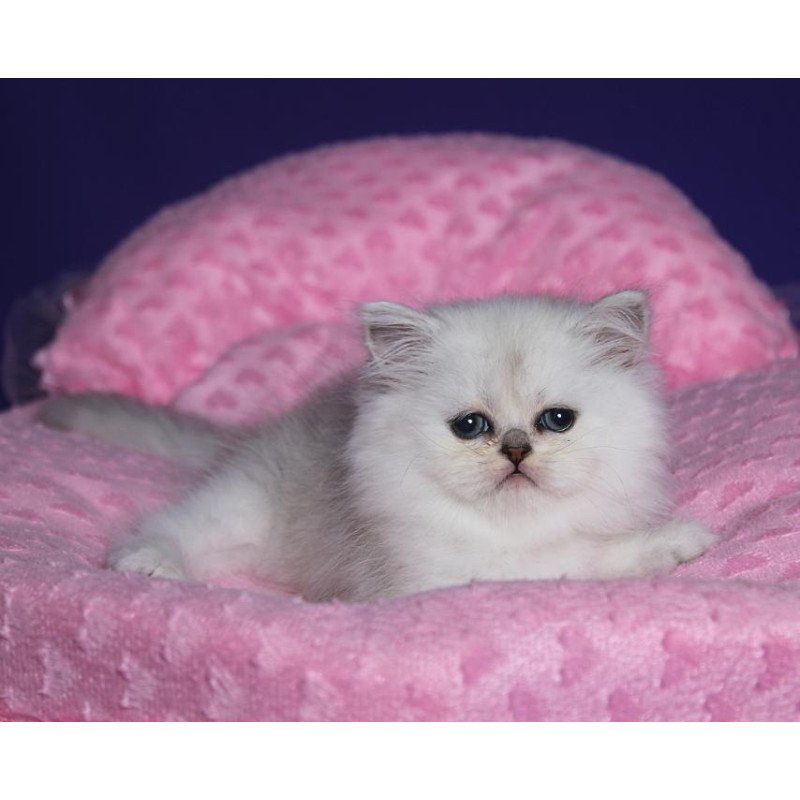 Persian Hanna