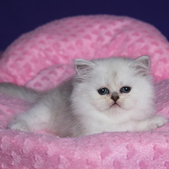 Persian Hanna