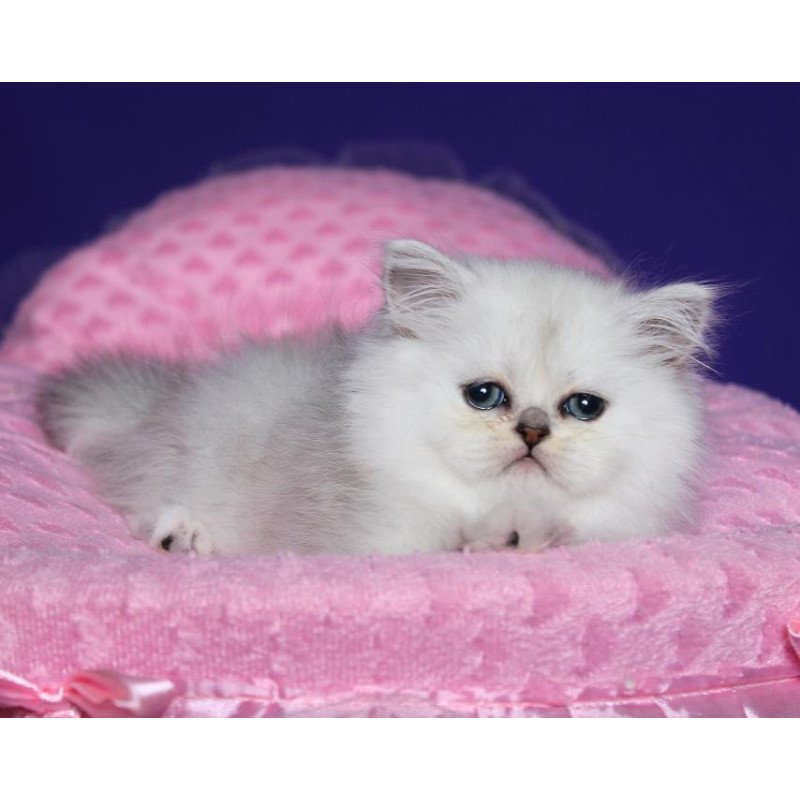 Persian Hanna