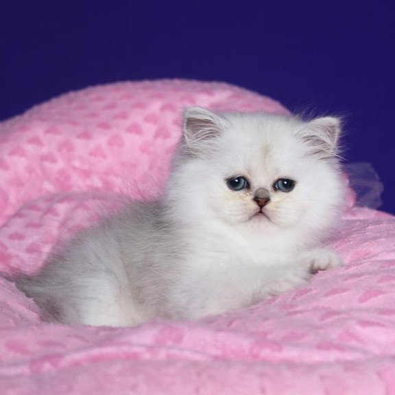 Persian Hanna