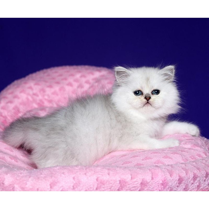 Persian Hanna