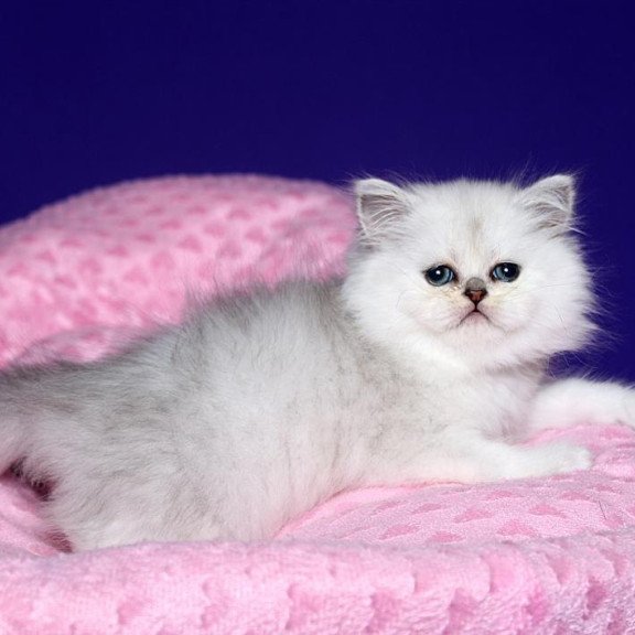 Persian Hanna