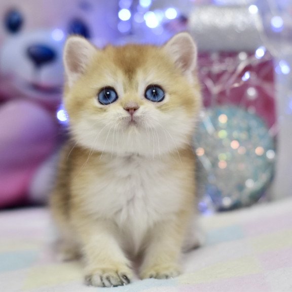 British Edwin1