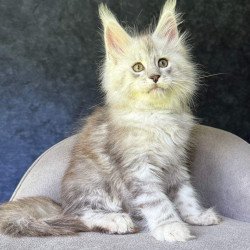 Maine Coon NOV Kuffi