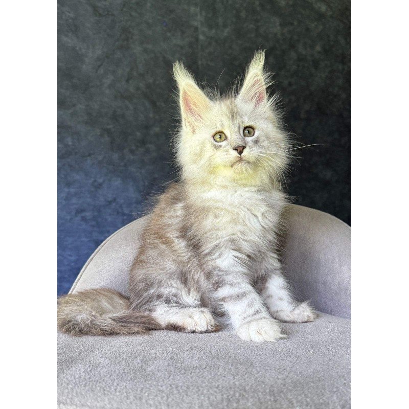 Maine Coon NOV Kuffi
