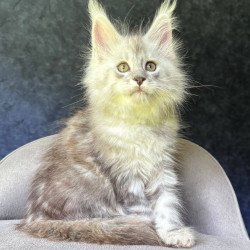 Maine Coon NOV Kuffi