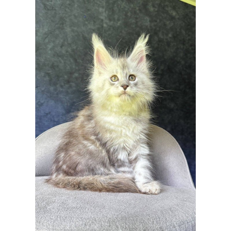 Maine Coon NOV Kuffi