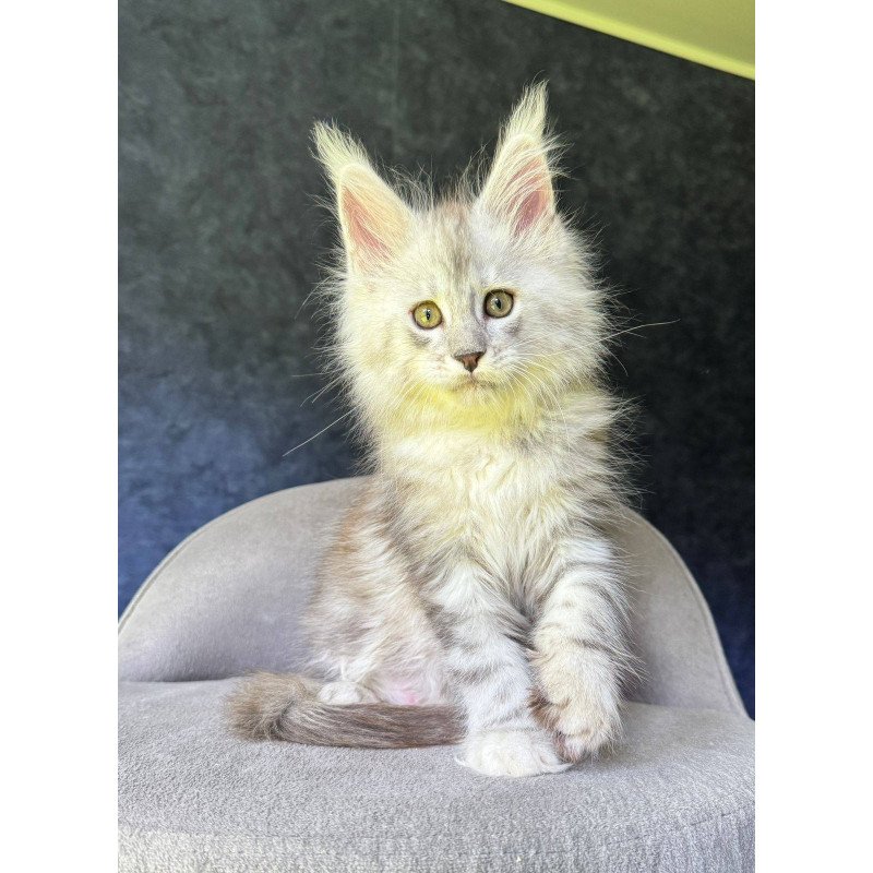 Maine Coon NOV Kuffi