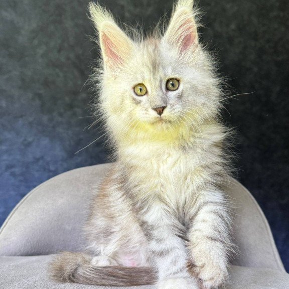 Maine Coon NOV Kuffi