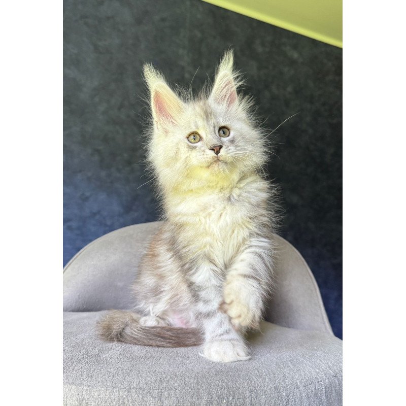 Maine Coon NOV Kuffi