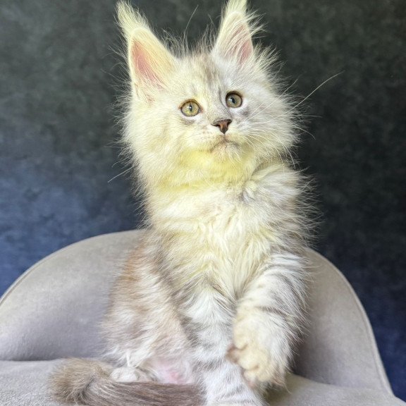Maine Coon NOV Kuffi