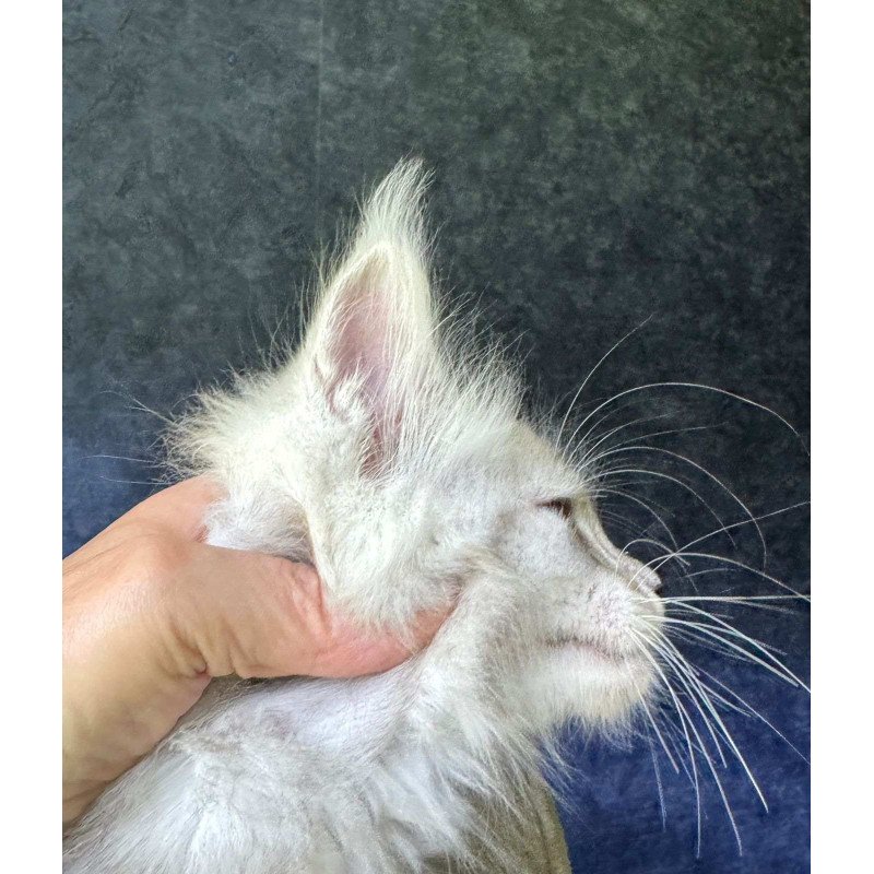 Maine Coon NOV Kuffi
