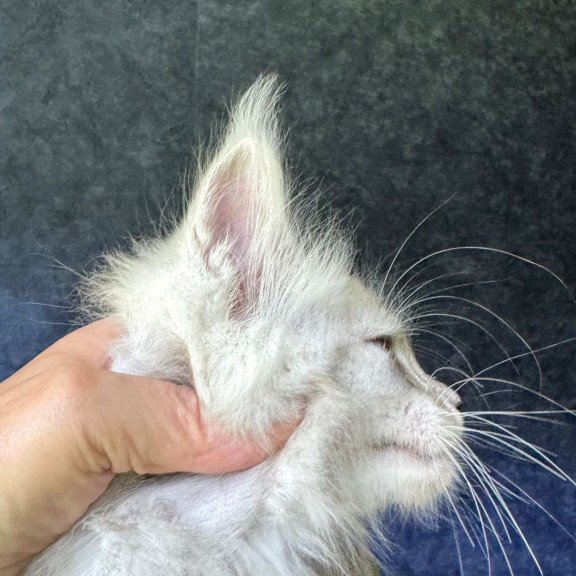 Maine Coon NOV Kuffi