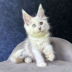Maine Coon NOV Kai