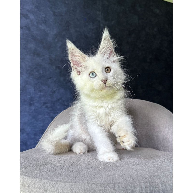 Maine Coon NOV Kai