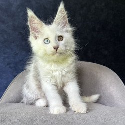 Maine Coon NOV Kai