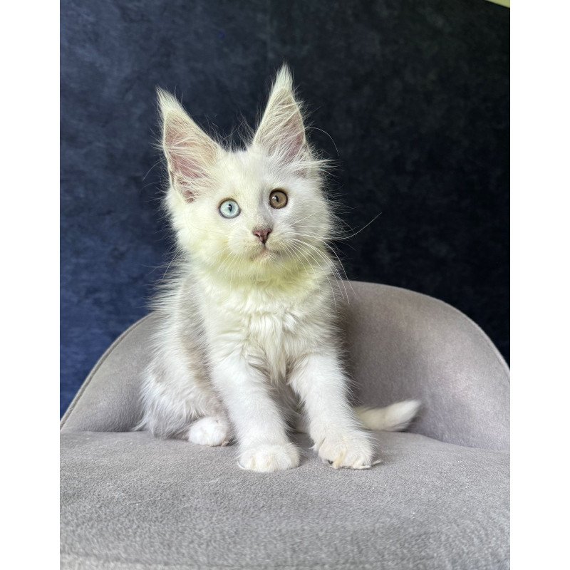 Maine Coon NOV Kai