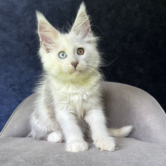 Maine Coon NOV Kai