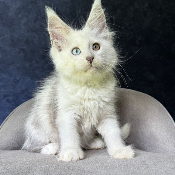 Maine Coon NOV Kai