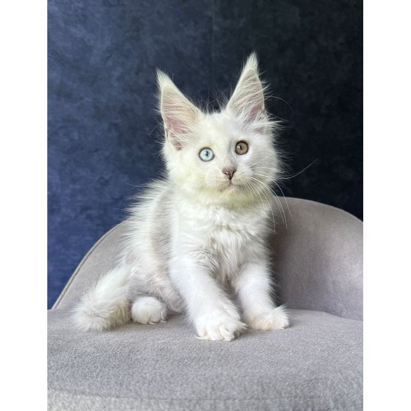 Maine Coon NOV Kai