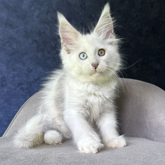 Maine Coon NOV Kai