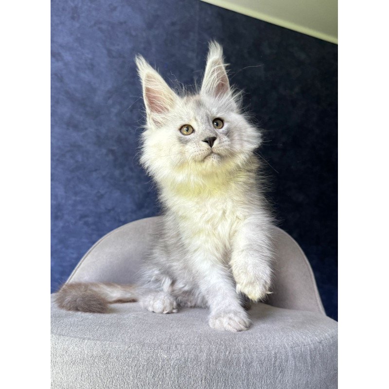 Maine Coon NOV Key