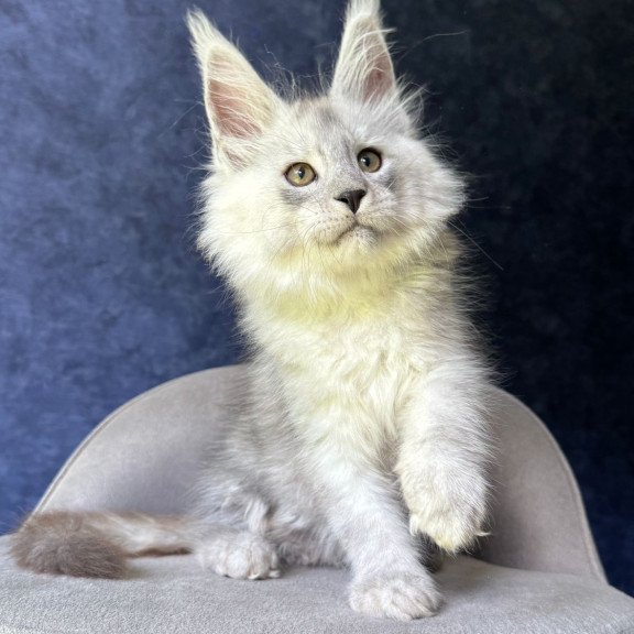 Maine Coon NOV Key