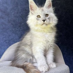 Maine Coon NOV Key
