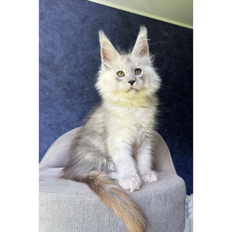 Maine Coon NOV Key