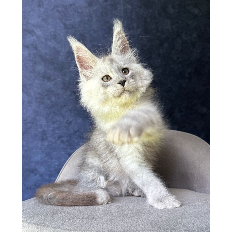 Maine Coon NOV Key