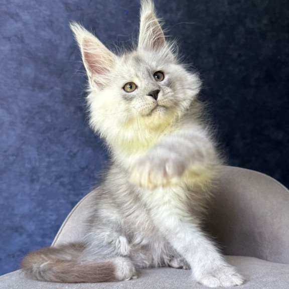 Maine Coon NOV Key