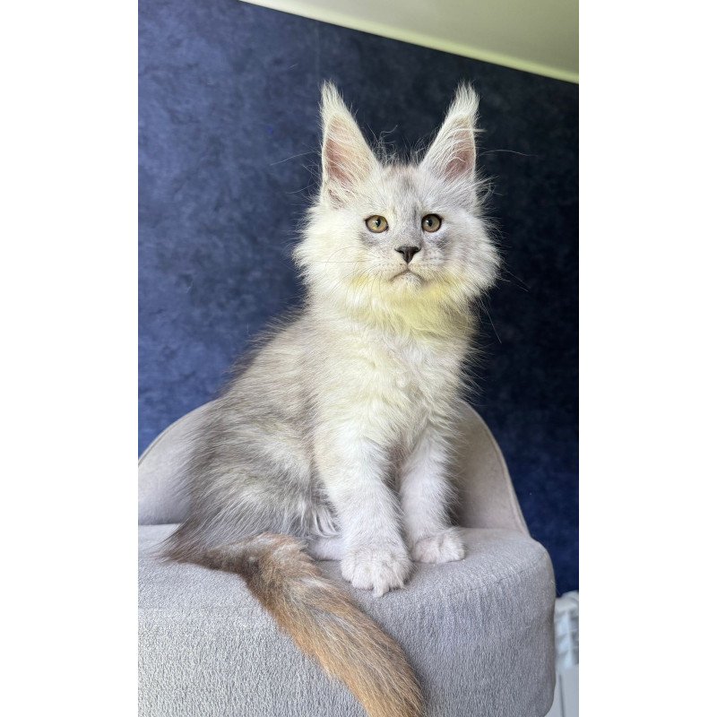 Maine Coon NOV Key